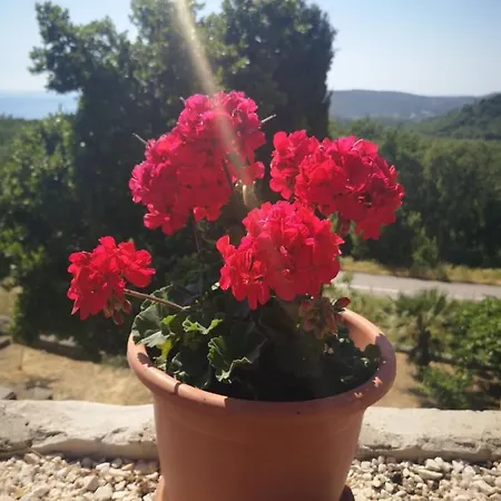 Casa de hóspedes Kuca Cvjetkovic Gruda