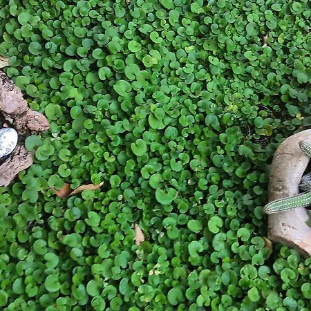 Kuca Cvjetkovic Груда