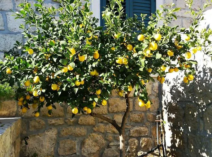 Kuca Cvjetkovic Pensionat